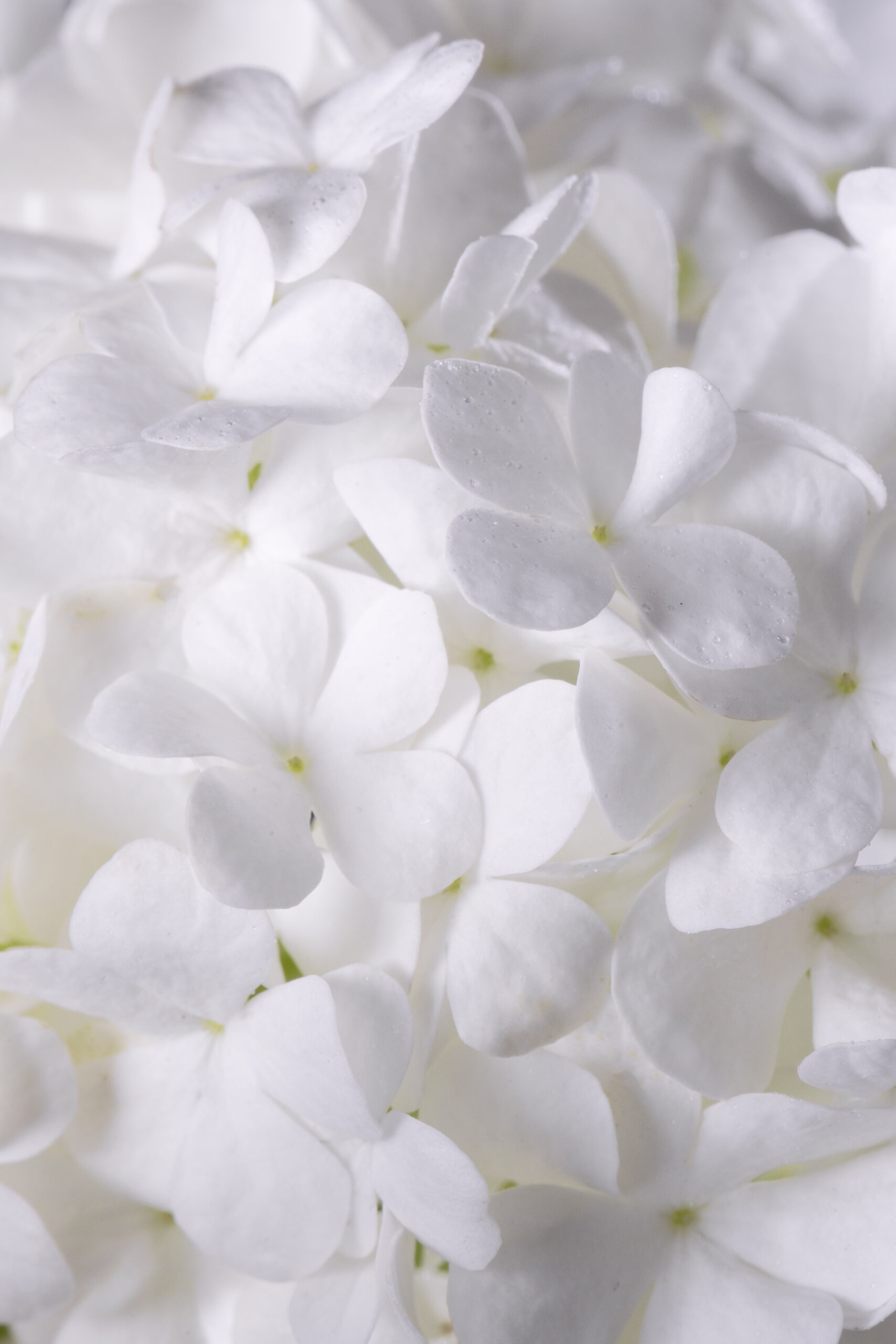 flowers4 flowers4