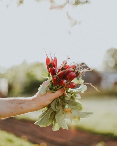 Hand-picked-radishes-farm-fresh-organic