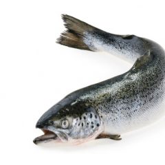 Wild-Salmon